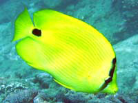 andaman butterflyfish