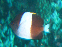 blackpyramid butterflyfish