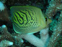 dot and dash butterflyfish