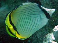 tEC`E`EEI