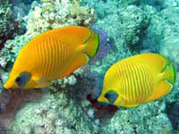 golden butterflyfish