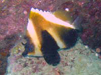Indian Bannerfish
