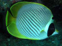 NJP`E`EEI