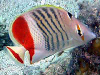 red back butterflyfish / crown butterflyfish