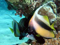 redsea bannerfish