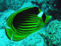 redsea racoon butterflyfish