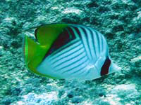 gQ`E`EEI(gC)